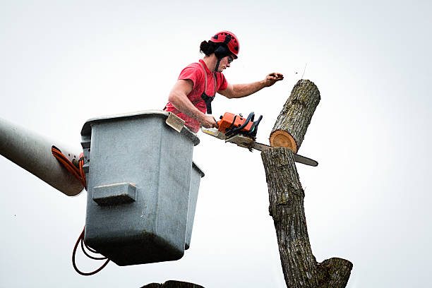 Trusted Great Bend, KS Tree Services Experts